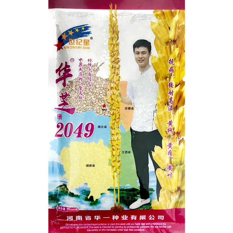 华芝黄干杆高油黑芝麻白芝麻种籽图片