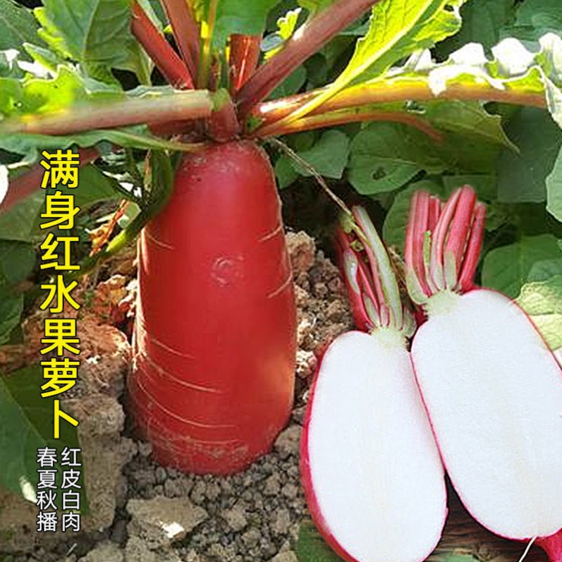 满身红水果萝卜种子蔬菜种子红皮白肉萝卜种籽春季夏季秋季四季播