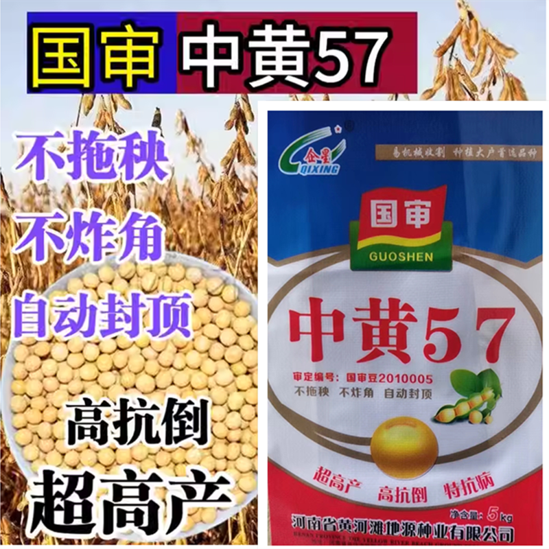 中黄57黄豆种子大豆种子 高产黄豆种籽大粒抗病国产大豆种子基地
