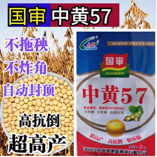 中黄57黄豆种子大豆种子 高产黄豆种籽大粒抗病国产大豆种子基地