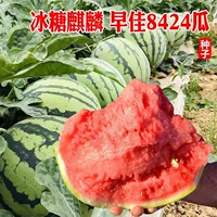 Ранний Цзя 8424/40 Семейный двор