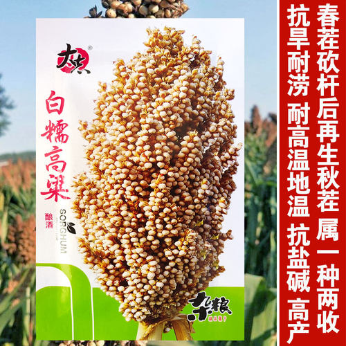 白糯高粱酿酒口感好高产