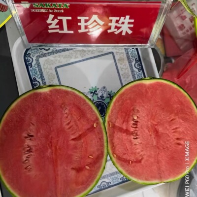 日本进口坂田红珍珠西瓜种子高甜