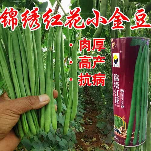 宁芸嫩玉小金豆种子豆角芸豆籽种