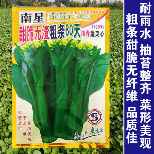农家春季种孑宁夏菜心