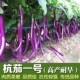 蔬菜种子四季 线茄子长茄子杭茄一号茄子阳台庭院春播芽率高 播种