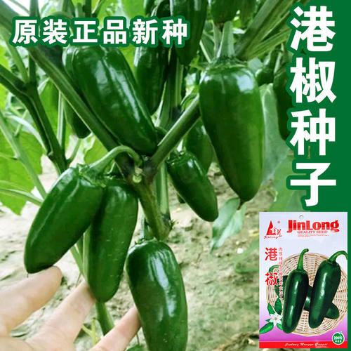 港椒山椒种子肉厚腌渍