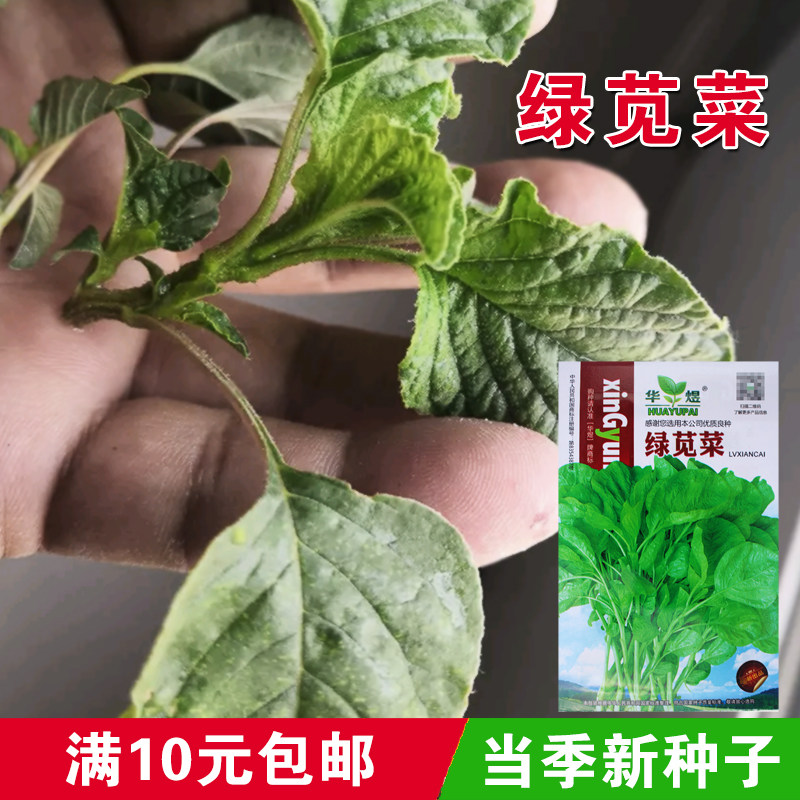 新选绿苋菜种 子青苋菜 健康特菜 四季易种 庭院阳台盆栽蔬菜种子