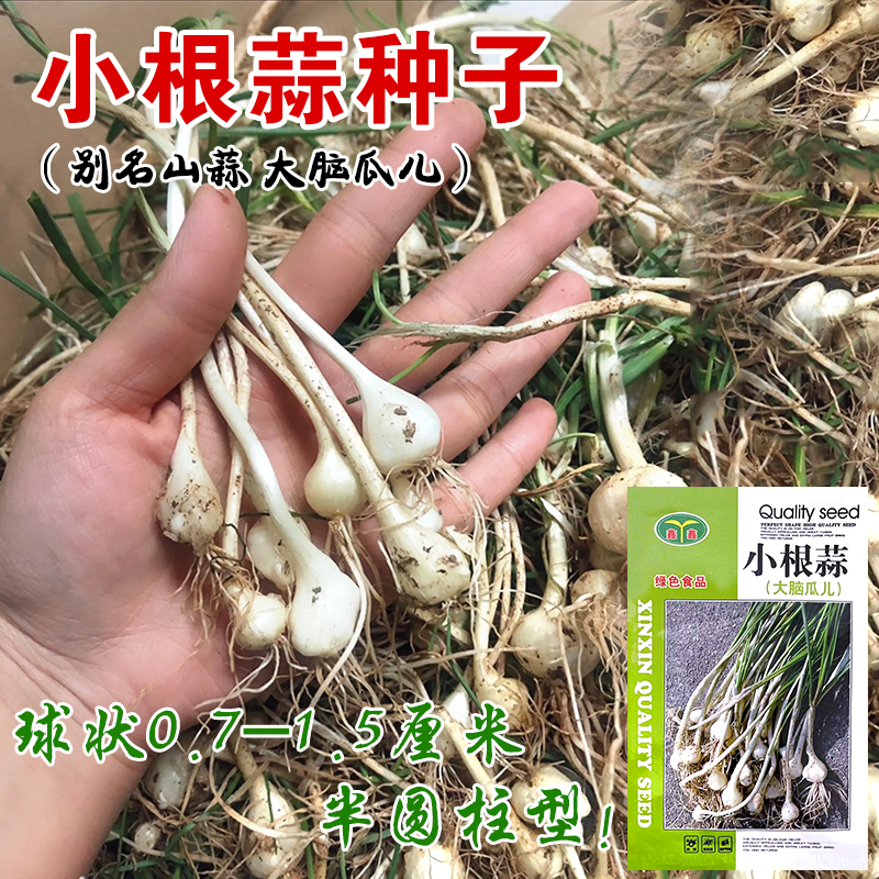 野菜小根蒜种子韭葱野蒜火葱籽红葱头春秋四季播种阳台盆栽蔬菜籽