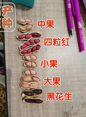 天府三号花生鲁花一号花生籽小白沙花生四粒红黑花生种子春季出油