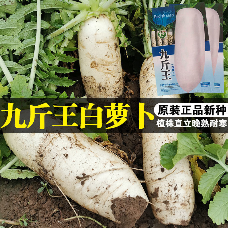 蔬菜九斤王大春秋四季籽种白萝卜图片
