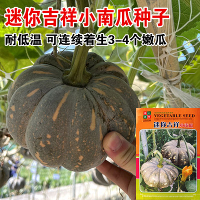 迷你吉祥高产小南瓜种子