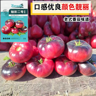 古老的切诺基印第安传家宝番茄魅影二号西红柿种子口感柿子生吃甜
