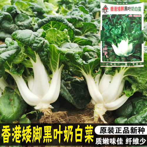 种子四季阳台盆栽奶油小白菜
