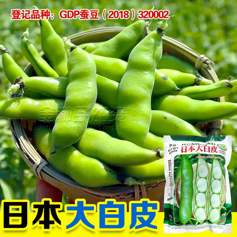 大蚕豆种籽高产蚕豆种子日本大白皮大阪豆一寸大胡豆种籽2斤原装