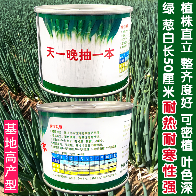 晚抽一本包邮进口大葱种子