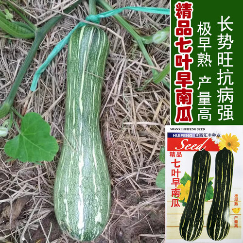 七叶早南瓜种子老品种好吃