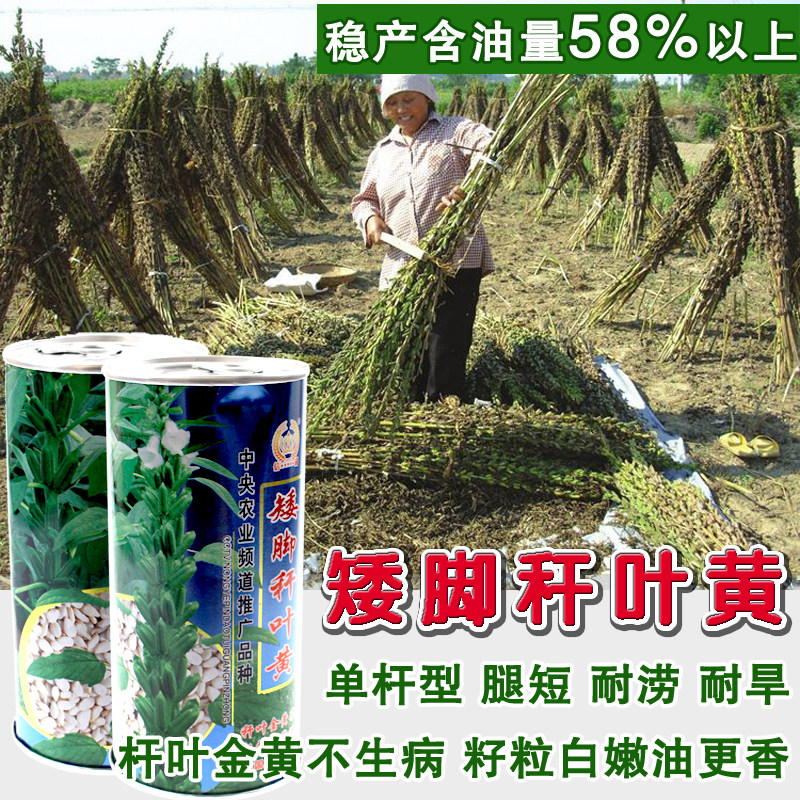 矮脚秆叶黄白芝麻种子图片