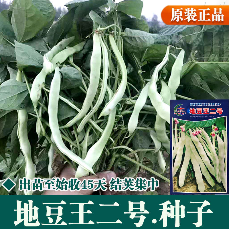 地豆王二号豆角种子不用搭架图片