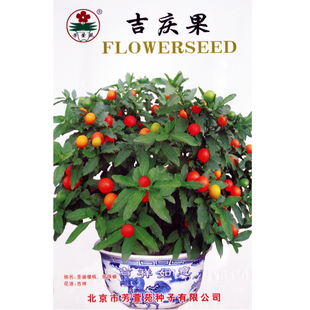 盆栽观果植物 药材花卉 冬珊瑚 吉庆果种子 看樱桃 观赏绿植四季