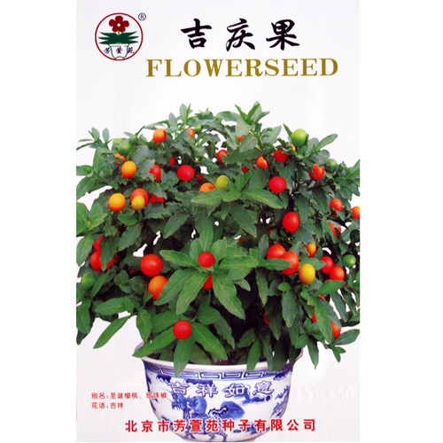 药材冬珊瑚吉庆果看樱桃四季盆栽