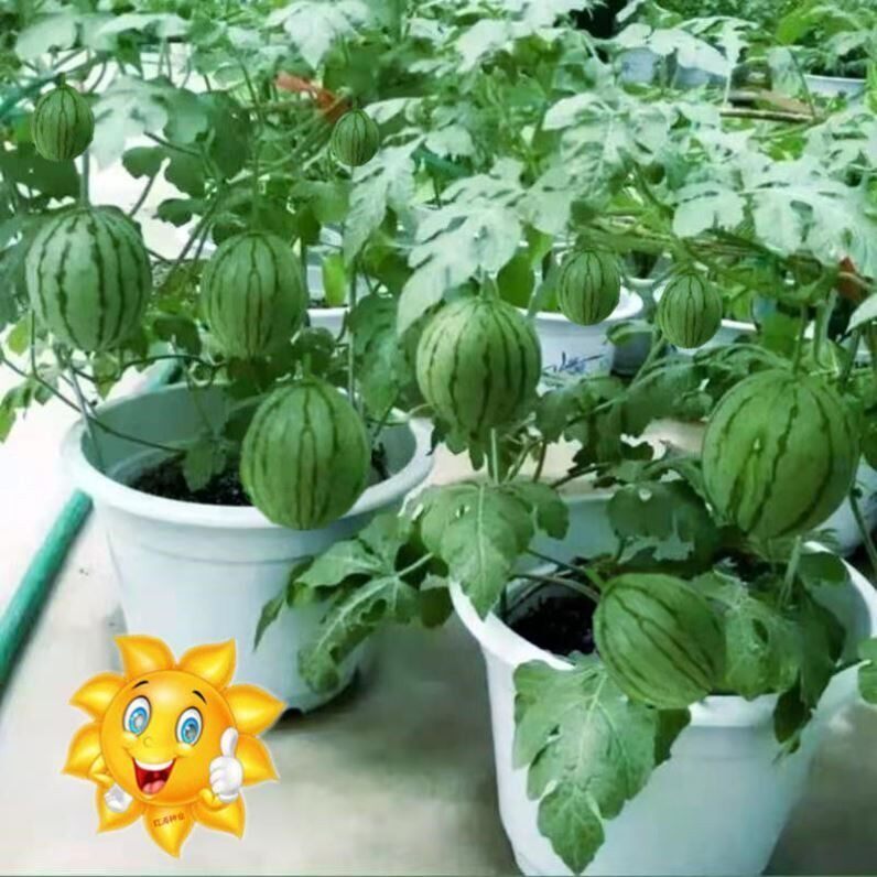 超甜麒麟蜜罐小西瓜种子无籽小西瓜四季种植阳台庭院盆栽水果种子