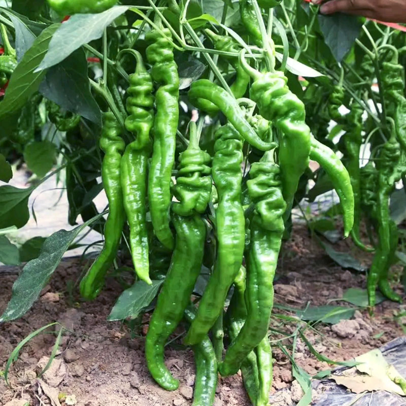 金品螺丝椒辣椒种子秧苗香辣特大巨型陇椒春季四季高产辣椒种籽