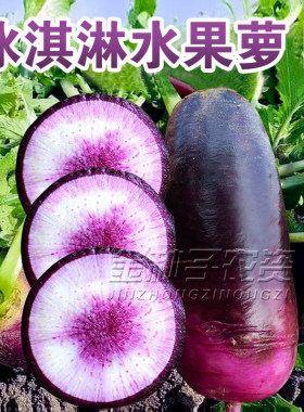 冰激凌糖心水果萝卜种子种籽甜脆型紫皮冰淇淋水果凤梨种孑菜种子