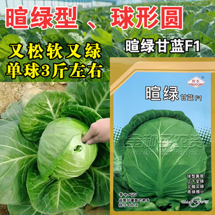 暄绿甘蓝种子松软型水果甘蓝种子籽大头菜圆球形亮绿高产基地种植