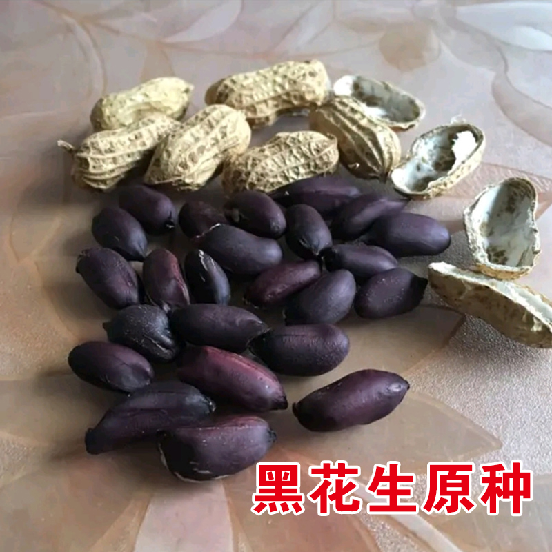 黑花生种子孑春夏季播种原种