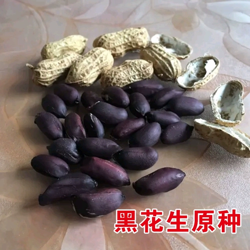 Черные семена арахиса 夏 Весна и лето сеяют фиолетовые черные семена арахиса Черные семена арахиса оригинального арахиса