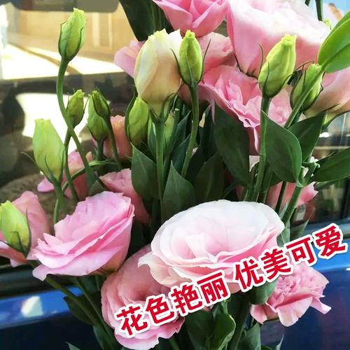 Цветочные семени садовые балкон -овощи, семена цветов океана, пастбища драконов Слава Цветочные Семена Балкон горшечные цветы