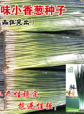 四季种子苗阳台盆栽小香葱