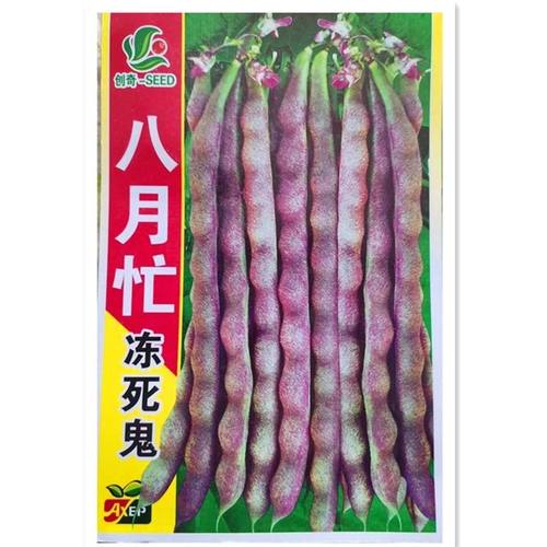 八月大灰狼芸豆角秋季蔬菜种子