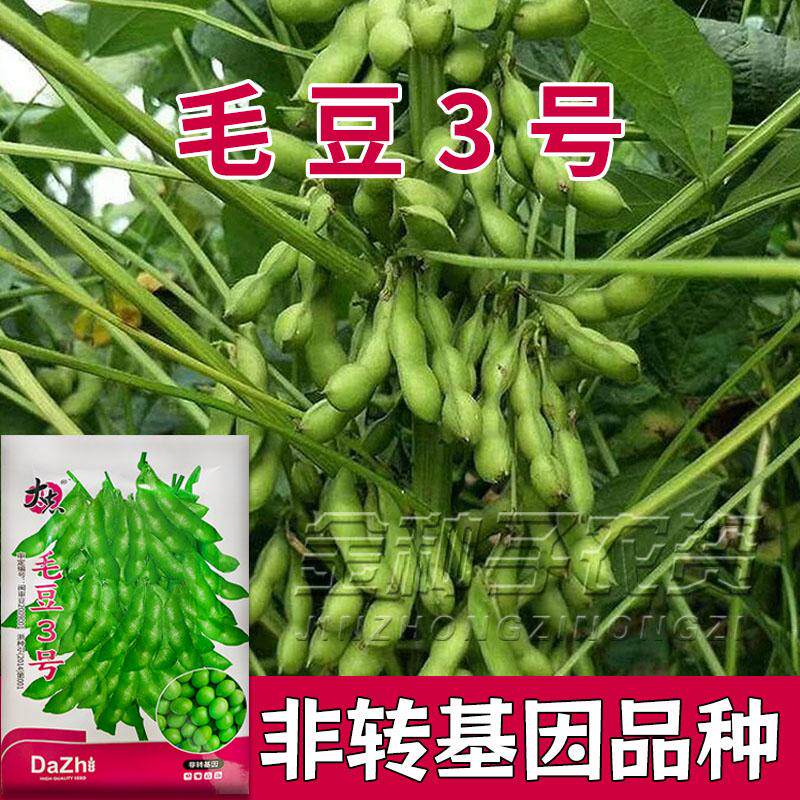 高产早熟菜毛豆种子春季图片