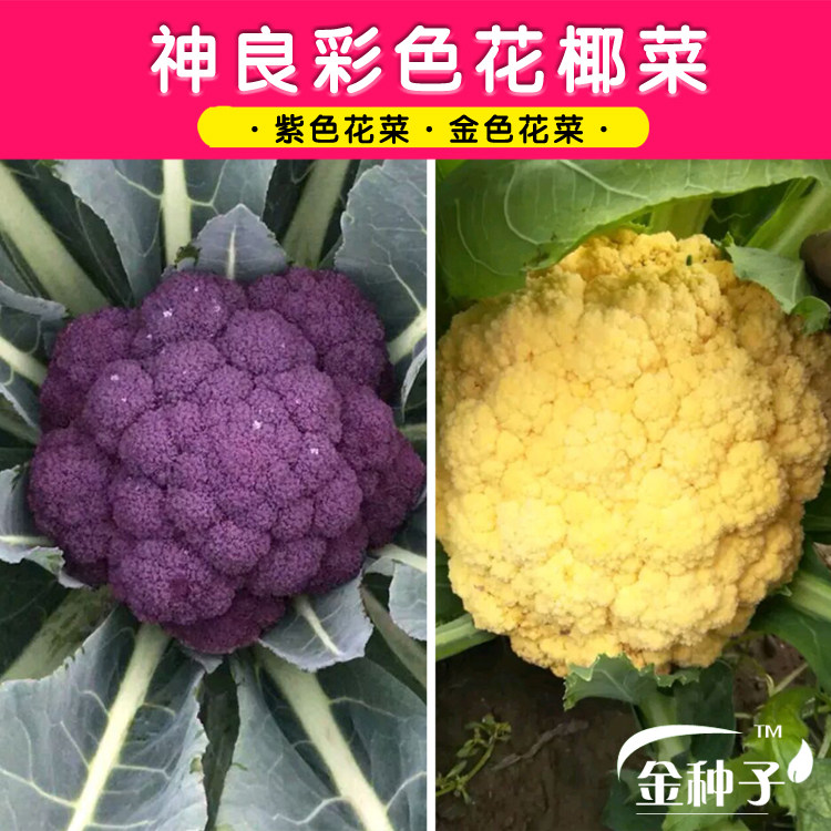 西蓝花菜种价格 西蓝花菜种图片 星期三
