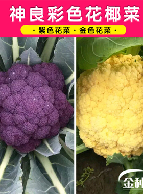 彩色花椰菜种子苗紫色花菜菜花西兰花种籽西兰花种子种籽西蓝