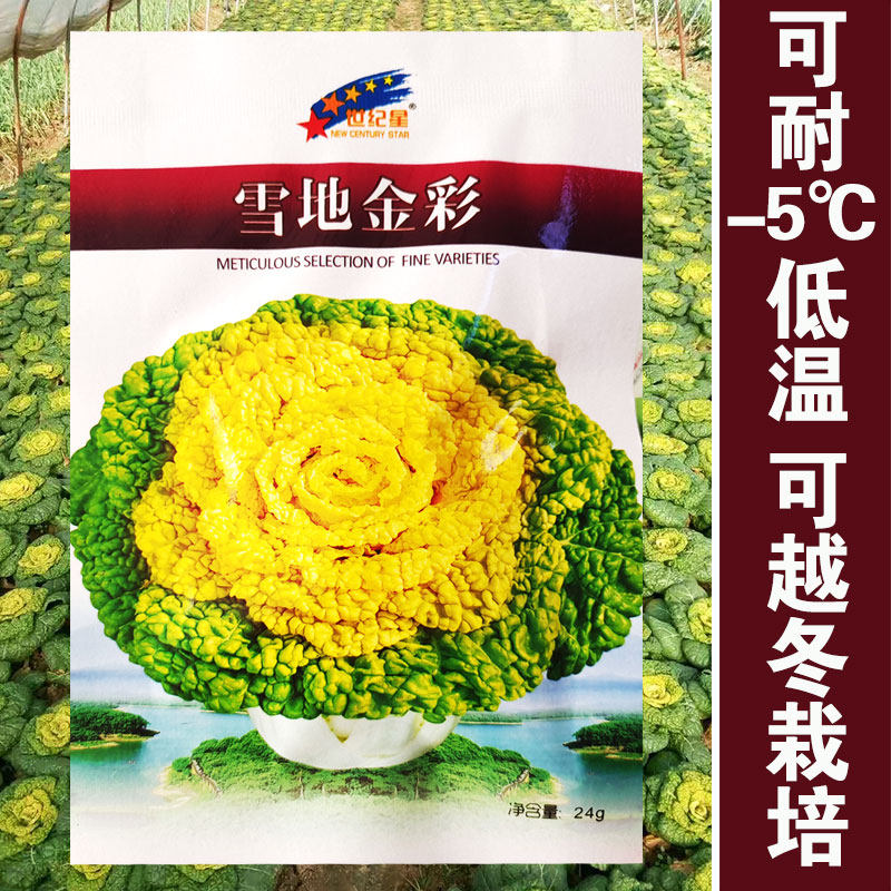 黄心乌菜种种子乌塌菜种籽四季白菜菊花青菜蔬菜孑黑菜秋冬季菜籽