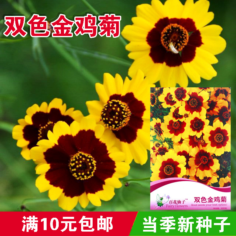 双色金鸡菊种子 菊花种子 吊盆花种子 花卉种子 阳台种花 多年生