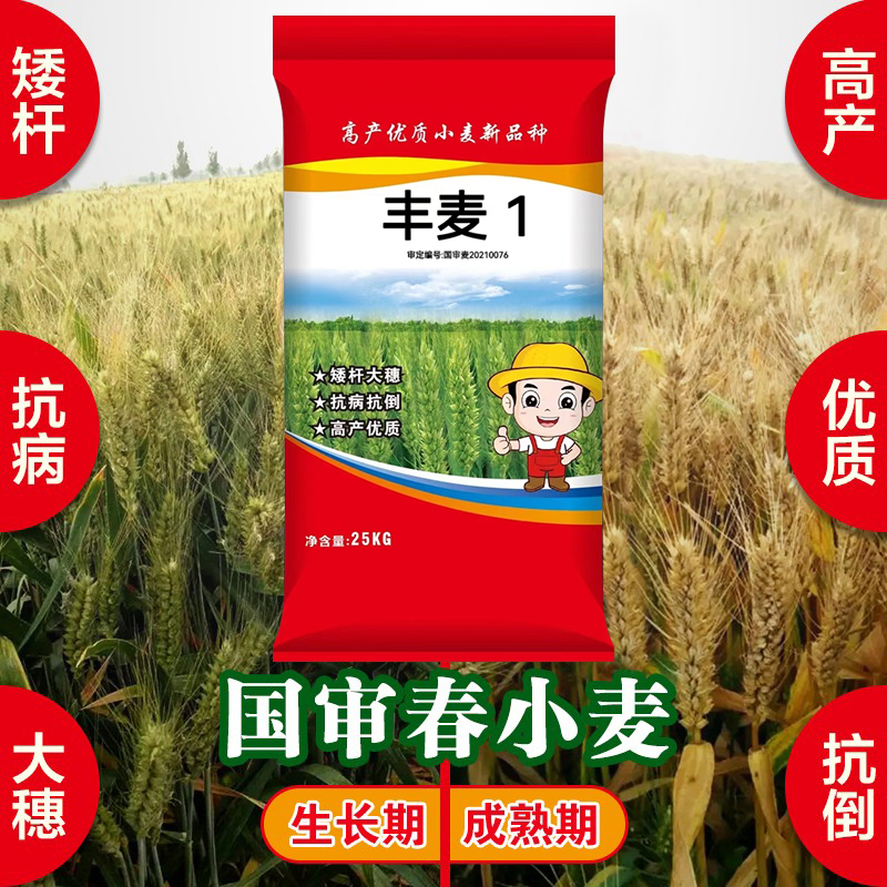 籽粒饱满矮杆小麦种子春季小麦