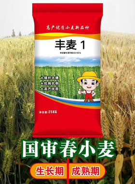 高产小麦种子春播春麦矮杆抗倒原种大穗籽粒饱满抗寒国产简单原装