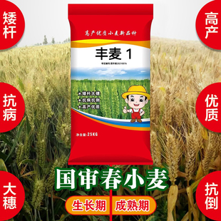 高产小麦种子春播春麦矮杆抗倒原种大穗籽粒饱满抗寒国产简单原装
