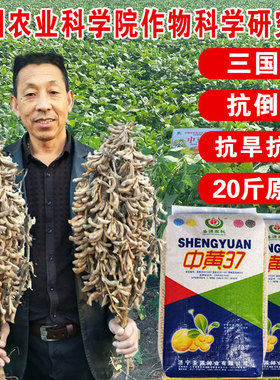 中黄37/57黄豆种子 抗倒伏高产高蛋白大豆种籽大田春夏旱黄豆稳产