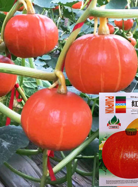 红板栗小南瓜米种子 甜蜜蜜红蜜南瓜种子 橙红色 口感好 老瓜粉面