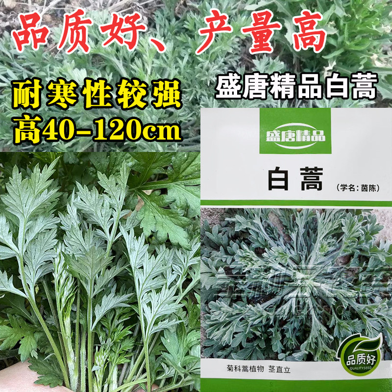 中药材野生茵陈种子白蒿种子籽多年生陈蒿因尘因陈茵藤蒿绵茵野菜