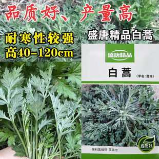 中药材野生茵陈种子白蒿种子籽多年生陈蒿因尘因陈茵藤蒿绵茵野菜