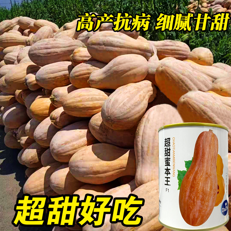 蜜本南瓜种子甜南瓜种子栗子南瓜种子小型香芋南瓜种子农家板栗瓜