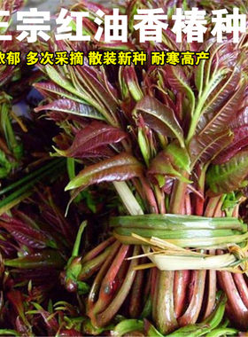 蔬菜种子四季树苗红油香椿