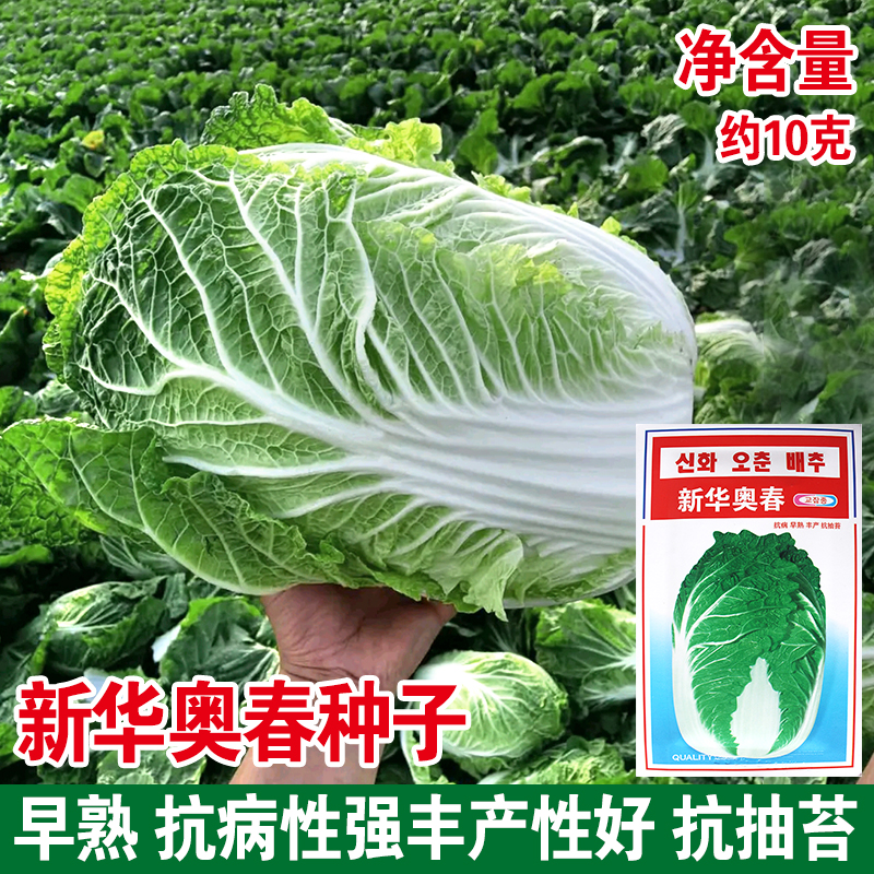 春季大白菜种子F1早熟耐抽苔早熟夏季耐热白菜籽蔬菜种籽秋季白菜