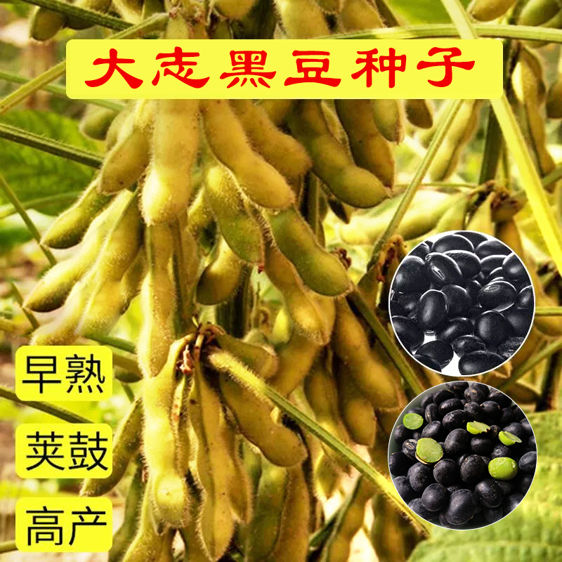 大粒黑豆种子 春季夏季蔬菜种子 粗...